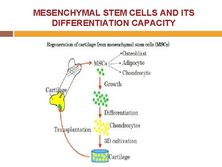 MESENCHYMAL STEM CELLS AND ITS DIFFERENTIATION CAPACITY 