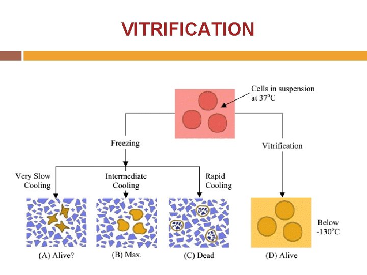 VITRIFICATION 