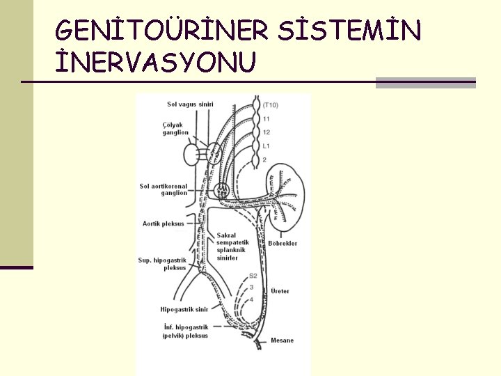 GENİTOÜRİNER SİSTEMİN İNERVASYONU 