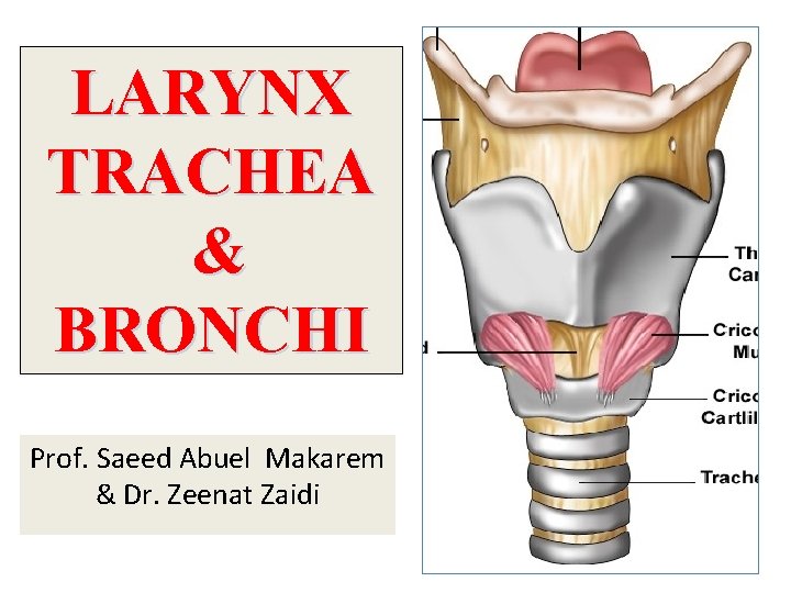 LARYNX TRACHEA & BRONCHI Prof. Saeed Abuel Makarem & Dr. Zeenat Zaidi 