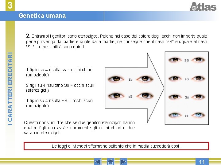 3 Genetica umana 2. Entrambi i genitori sono eterozigoti. Poiché nel caso del colore