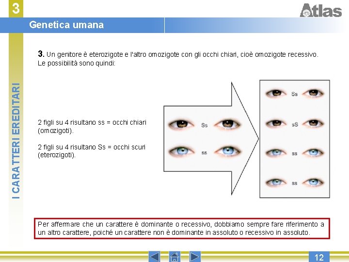 3 Genetica umana 3. Un genitore è eterozigote e l'altro omozigote con gli occhi