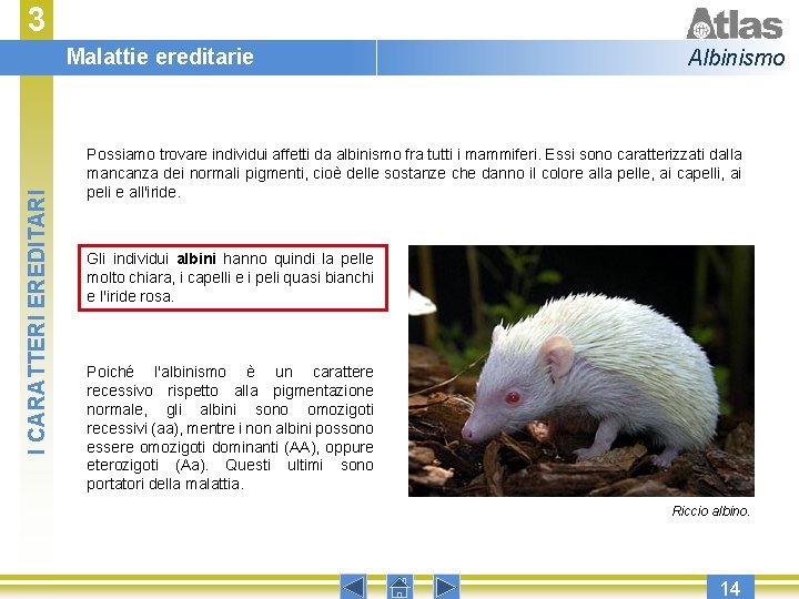 3 I CARATTERI EREDITARI Malattie ereditarie Albinismo Possiamo trovare individui affetti da albinismo fra