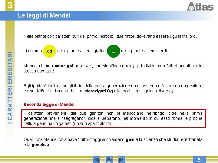 3 Le leggi di Mendel I CARATTERI EREDITARI Nelle piante con caratteri puri del