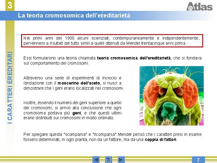 3 La teoria cromosomica dell’ereditarietà I CARATTERI EREDITARI Nei primi anni del 1900 alcuni