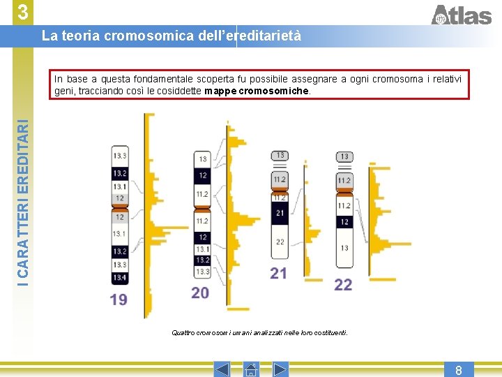 3 La teoria cromosomica dell’ereditarietà I CARATTERI EREDITARI In base a questa fondamentale scoperta