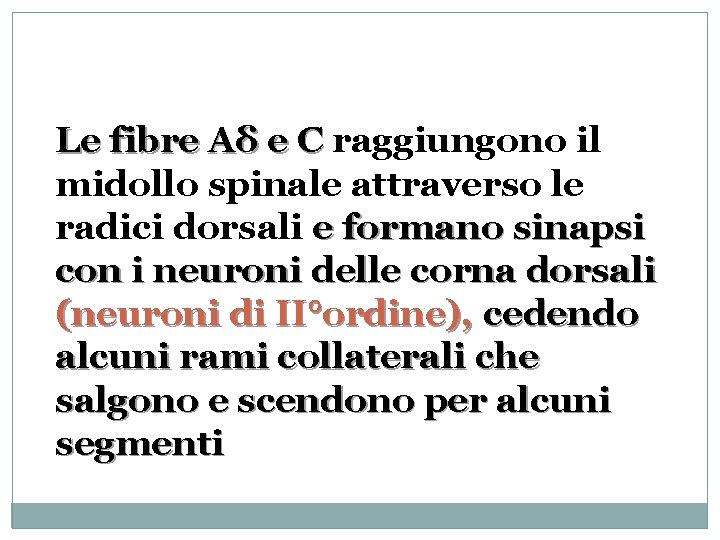 Le fibre Aδ e C raggiungono il midollo spinale attraverso le radici dorsali e