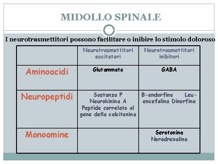MIDOLLO SPINALE I neurotrasmettitori possono facilitare o inibire lo stimolo doloroso Aminoacidi Neuropeptidi Monoamine