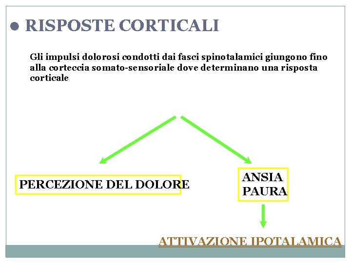 l RISPOSTE CORTICALI Gli impulsi dolorosi condotti dai fasci spinotalamici giungono fino alla corteccia