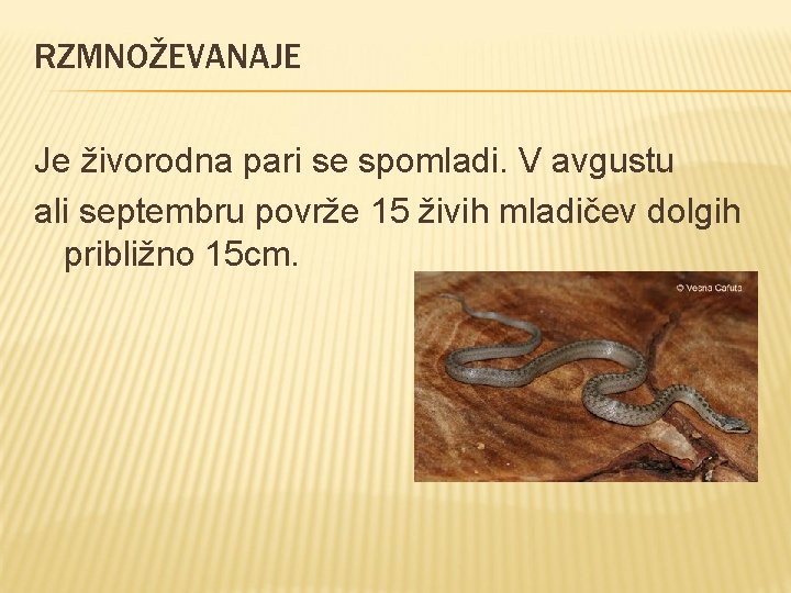 RZMNOŽEVANAJE Je živorodna pari se spomladi. V avgustu ali septembru povrže 15 živih mladičev