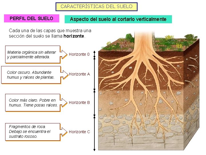 CARACTERÍSTICAS DEL SUELO PERFIL DEL SUELO Aspecto del suelo al cortarlo verticalmente Cada una