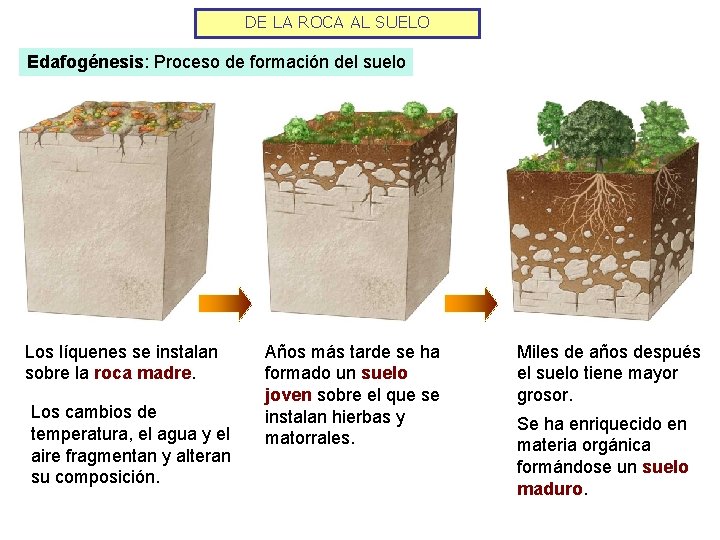DE LA ROCA AL SUELO Edafogénesis: Proceso de formación del suelo Los líquenes se