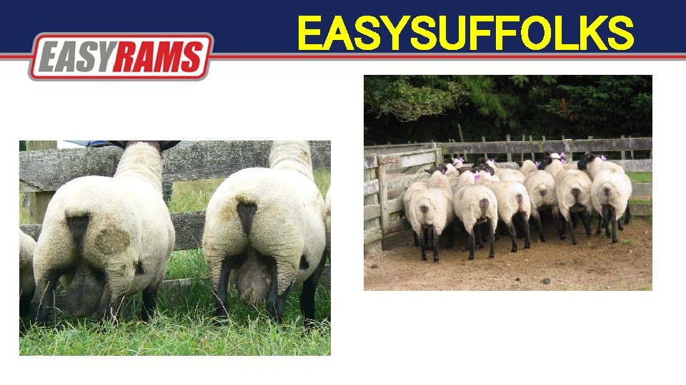 EASYSUFFOLKS EASYSUFFOLKS