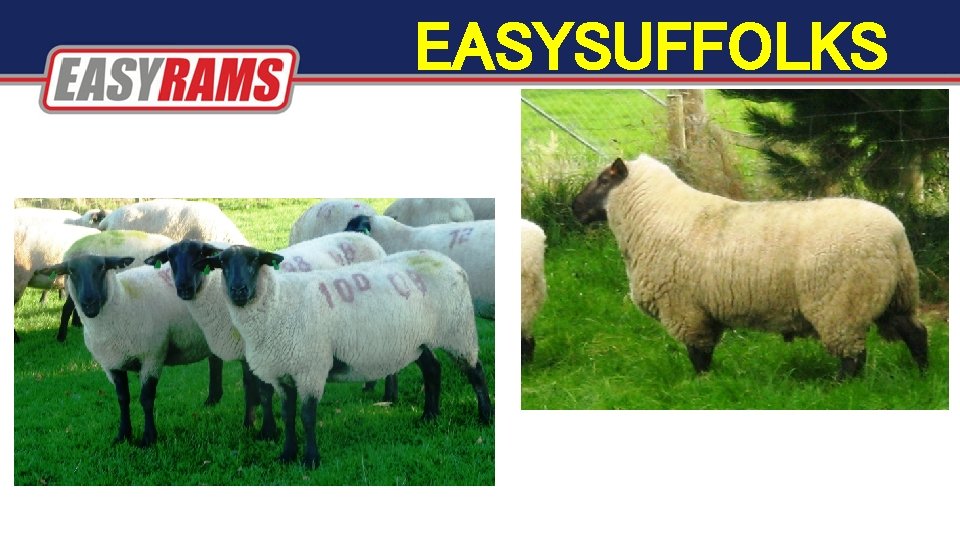 EASYSUFFOLKS EASYSUFFOLKS