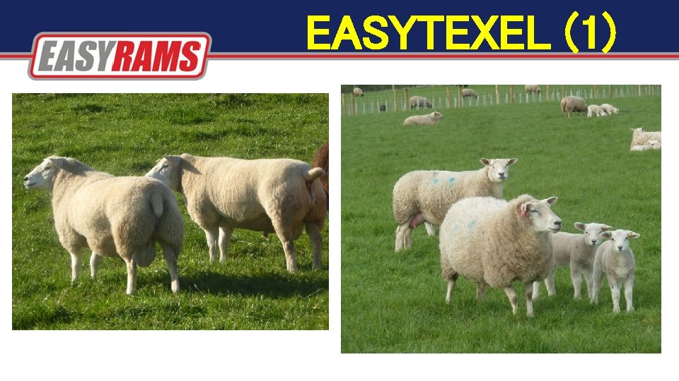 EASYTEXEL (1) EASYTEXEL (1)