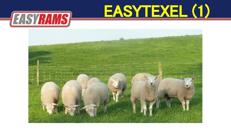 EASYTEXEL (1) EASYTEXEL (1)