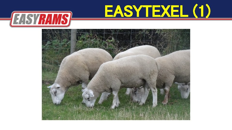 EASYTEXEL (1) EASYTEXEL (1)