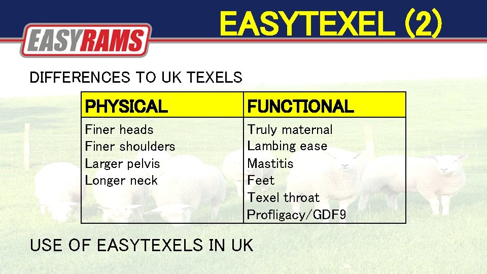 EASYTEXEL (2) DIFFERENCES TO UK TEXELS PHYSICAL FUNCTIONAL Finer heads Finer shoulders Larger pelvis EASYTEXEL (2) DIFFERENCES TO UK TEXELS PHYSICAL FUNCTIONAL Finer heads Finer shoulders Larger pelvis