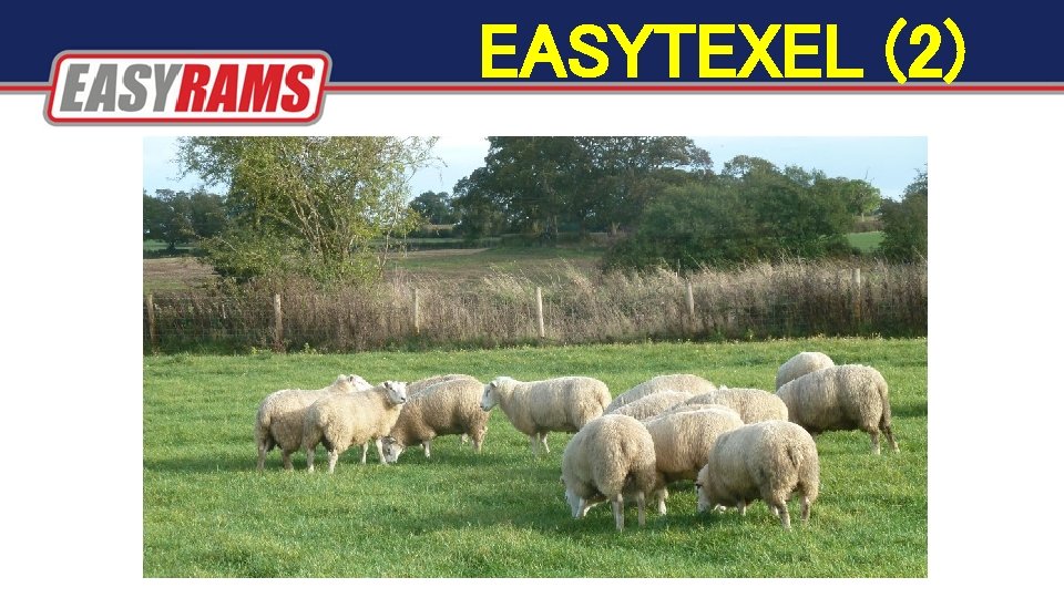 EASYTEXEL (2) EASYTEXEL (2)
