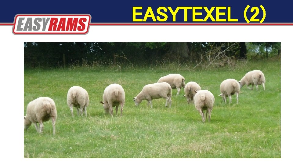 EASYTEXEL (2) EASYTEXEL (2)