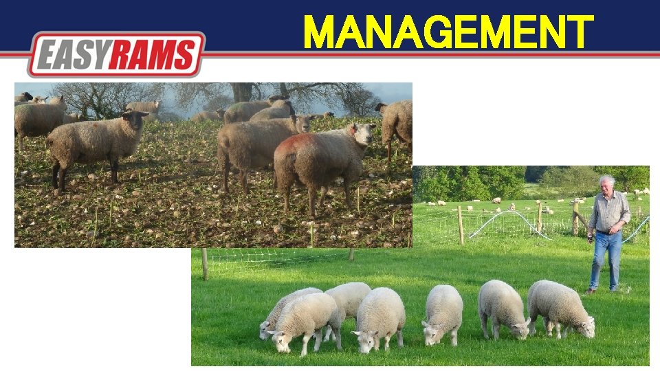 MANAGEMENT MANAGEMENT