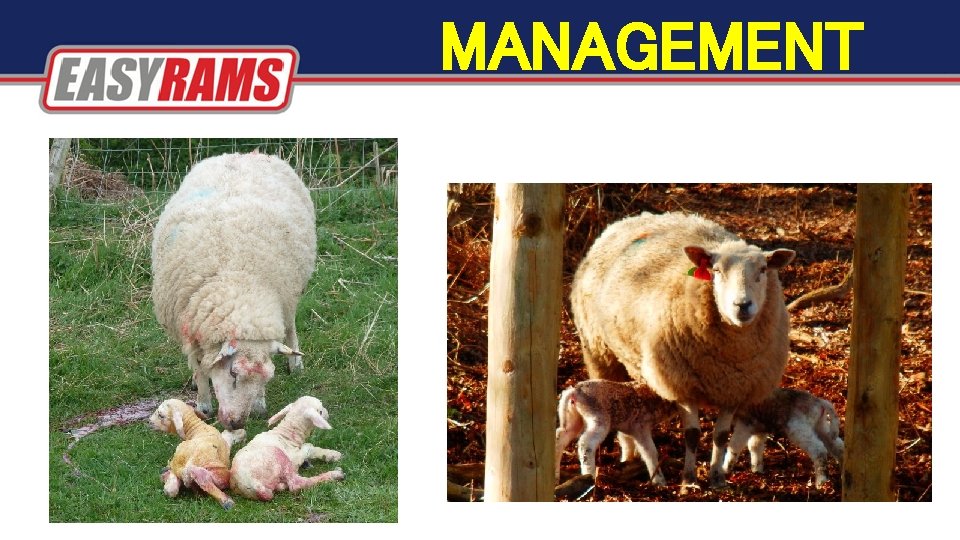 MANAGEMENT MANAGEMENT