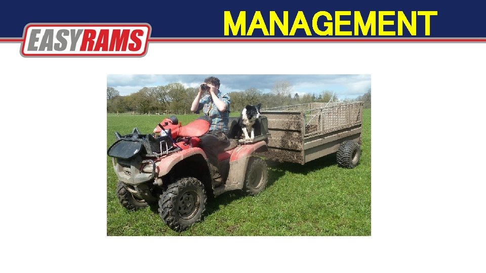 MANAGEMENT MANAGEMENT