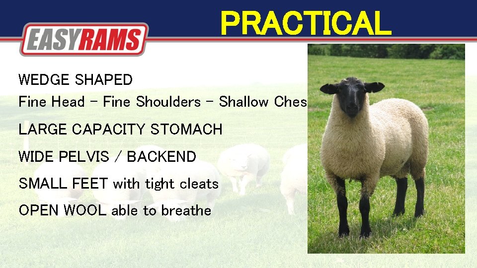 PRACTICAL WEDGE SHAPED Fine Head - Fine Shoulders - Shallow Chest LARGE CAPACITY STOMACH PRACTICAL WEDGE SHAPED Fine Head - Fine Shoulders - Shallow Chest LARGE CAPACITY STOMACH