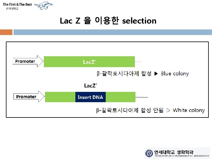 Lac Z 을 이용한 selection 