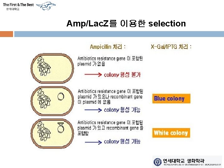 Amp/Lac. Z를 이용한 selection 