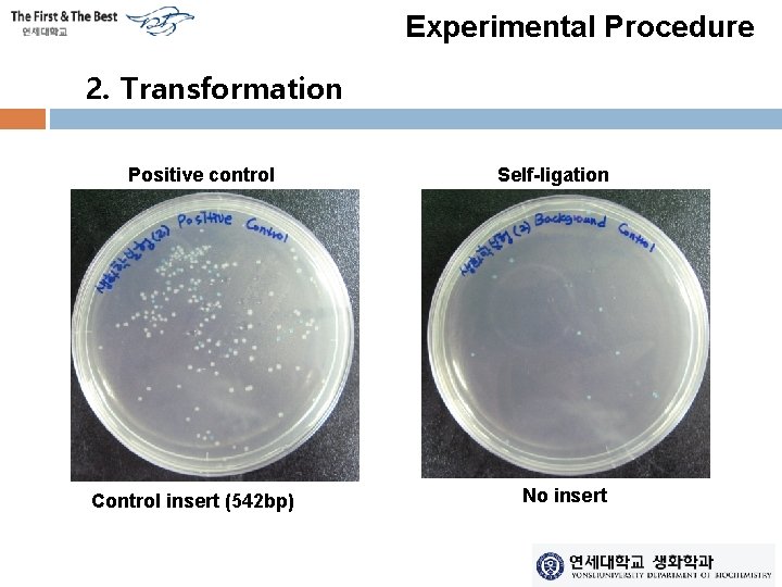 Experimental Procedure 2. Transformation Positive control Control insert (542 bp) Self-ligation No insert 