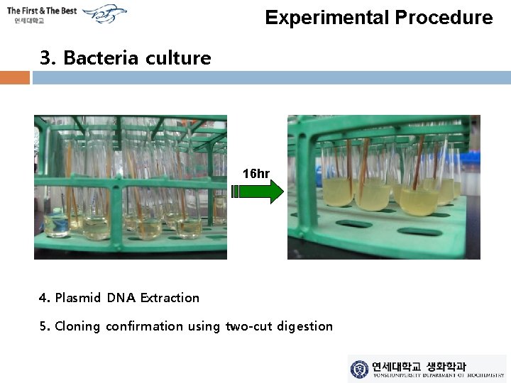 Experimental Procedure 3. Bacteria culture 16 hr 4. Plasmid DNA Extraction 5. Cloning confirmation