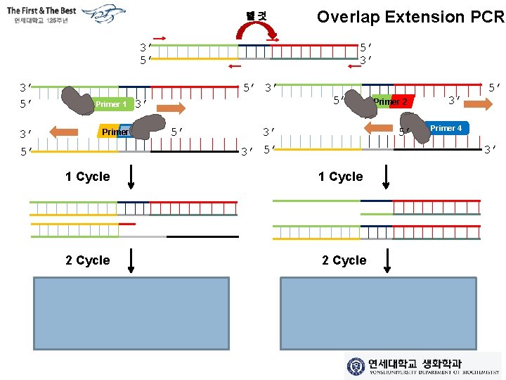 뺄것 Overlap Extension PCR 3’ 5’ 5’ 3’ Primer 1 3’ Primer 3 5’