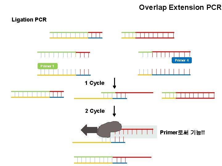 Overlap Extension PCR Ligation PCR Primer 4 Primer 1 1 Cycle 2 Cycle Primer로써