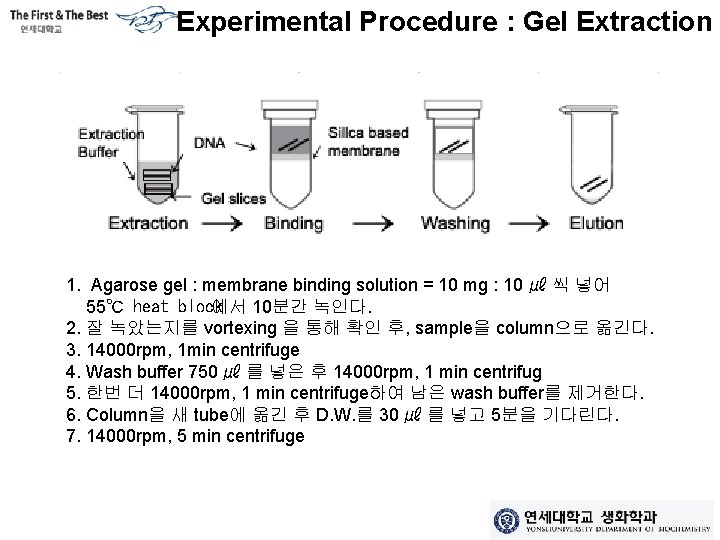 Experimental Procedure : Gel Extraction 1. Agarose gel : membrane binding solution = 10