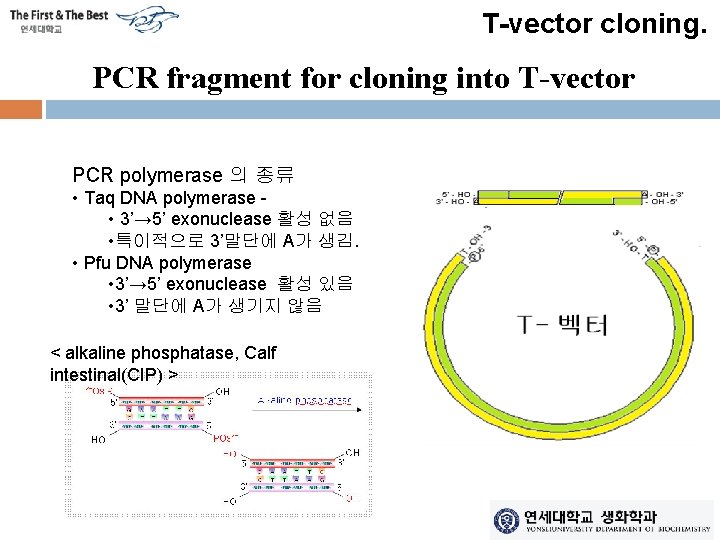 T-vector cloning. PCR fragment for cloning into T-vector PCR polymerase 의 종류 • Taq