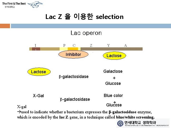 Lac Z 을 이용한 selection Inhibitor Lactose X-Gal Lactose Galactose β-galactosidase + Glucose Blue