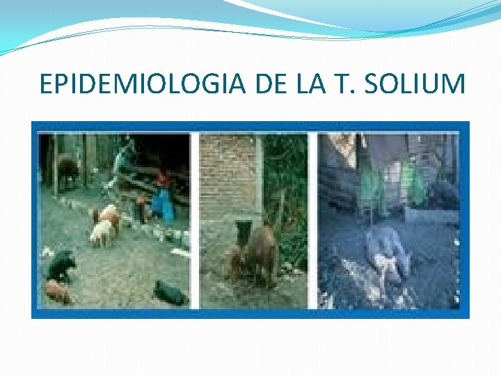 EPIDEMIOLOGIA DE LA T. SOLIUM 
