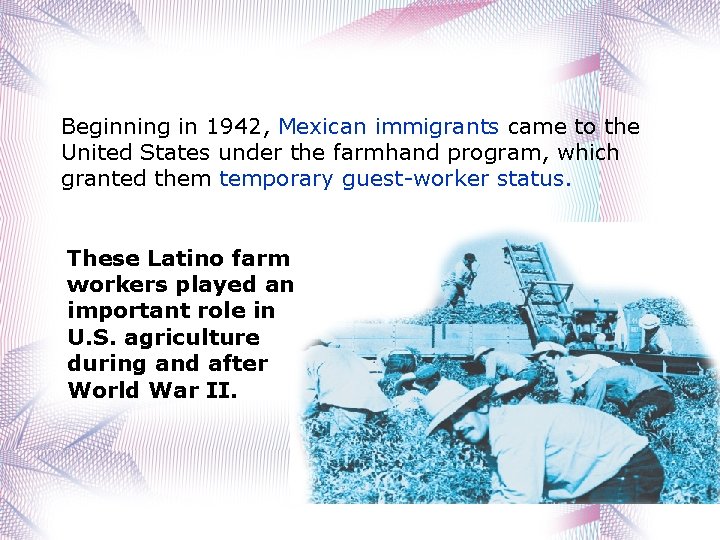 Beginning in 1942, Mexican immigrants came to the United States under the farmhand program,