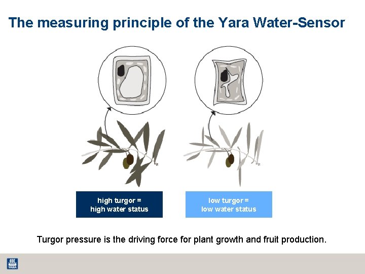 The measuring principle of the Yara Water-Sensor high turgor = high water status low The measuring principle of the Yara Water-Sensor high turgor = high water status low