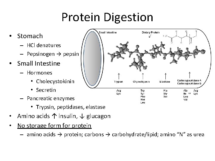 Protein Digestion • Stomach – HCl denatures – Pepsinogen → pepsin • Small Intestine