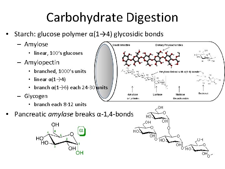 Carbohydrate Digestion • Starch: glucose polymer α(1→ 4) glycosidic bonds – Amylose • linear,