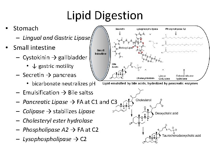 Lipid Digestion • Stomach – Lingual and Gastric Lipase • Small intestine – Cystokinin