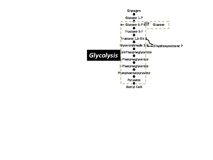 Glycogen Glucose 1 -P Glucose 6 -P Glucose Fructose 6 -F Fructose 1, 6