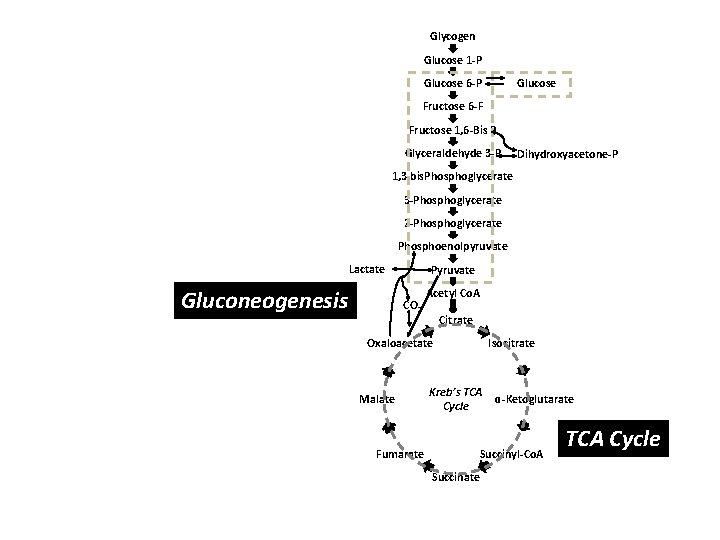 Glycogen Glucose 1 -P Glucose 6 -P Fructose 6 -F Fructose 1, 6 -Bis