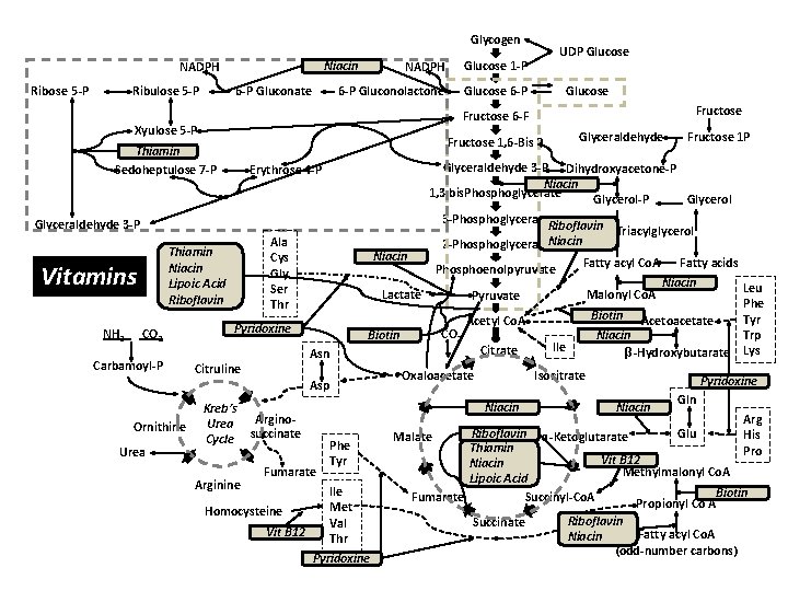 Glycogen Ribulose 5 -P 6 -P Gluconolactone Glucose 6 -P Niacin NADPH Ribose 5