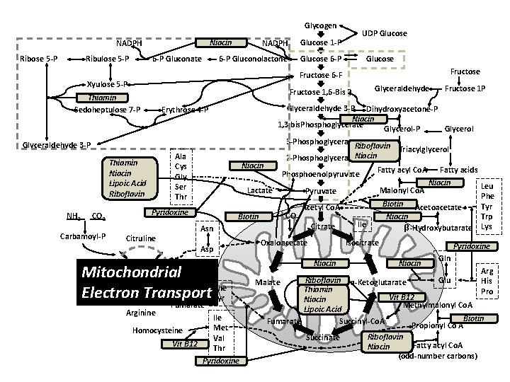 Glycogen Ribulose 5 -P 6 -P Gluconolactone Glucose 6 -P Niacin NADPH Ribose 5