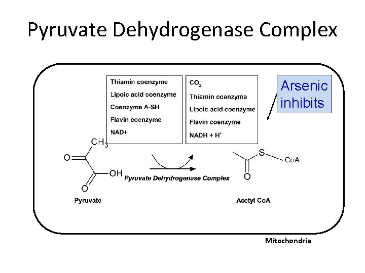 Pyruvate Dehydrogenase Complex Arsenic inhibits Mitochondria 