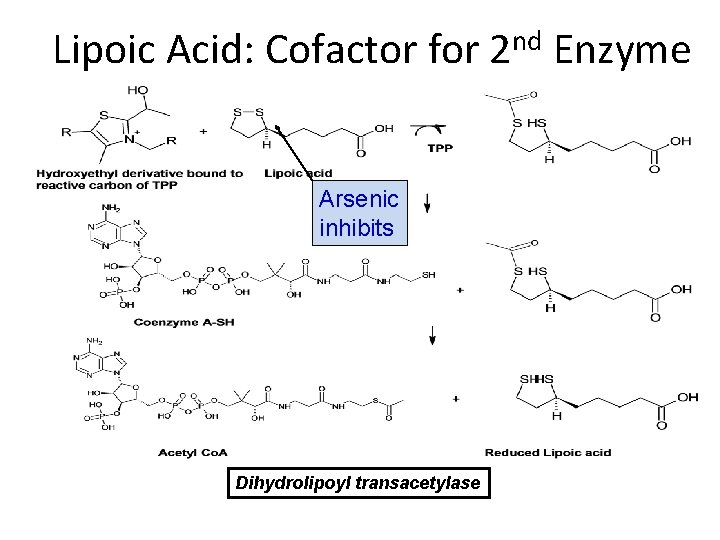 Lipoic Acid: Cofactor for 2 nd Enzyme Arsenic inhibits Dihydrolipoyl transacetylase 