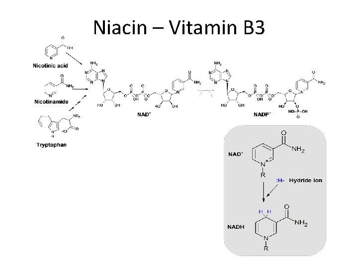 Niacin – Vitamin B 3 